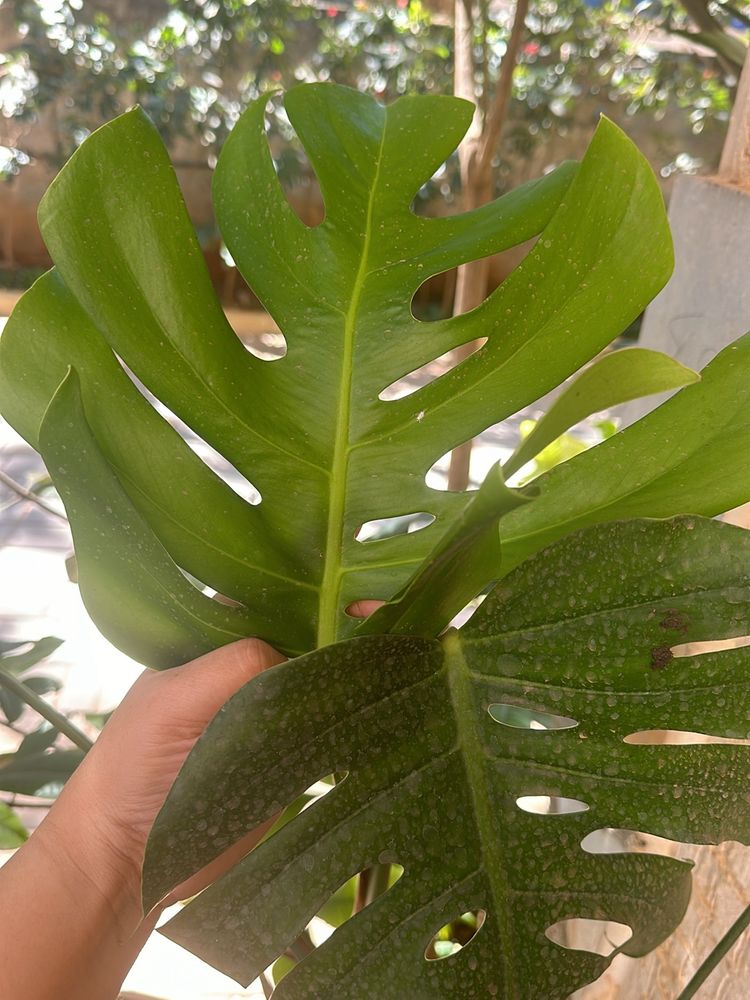 Monstera deliciosa, the Swiss cheese plant