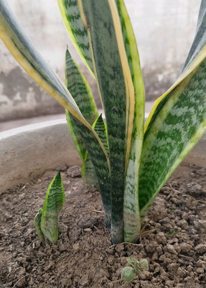 Snake Plant