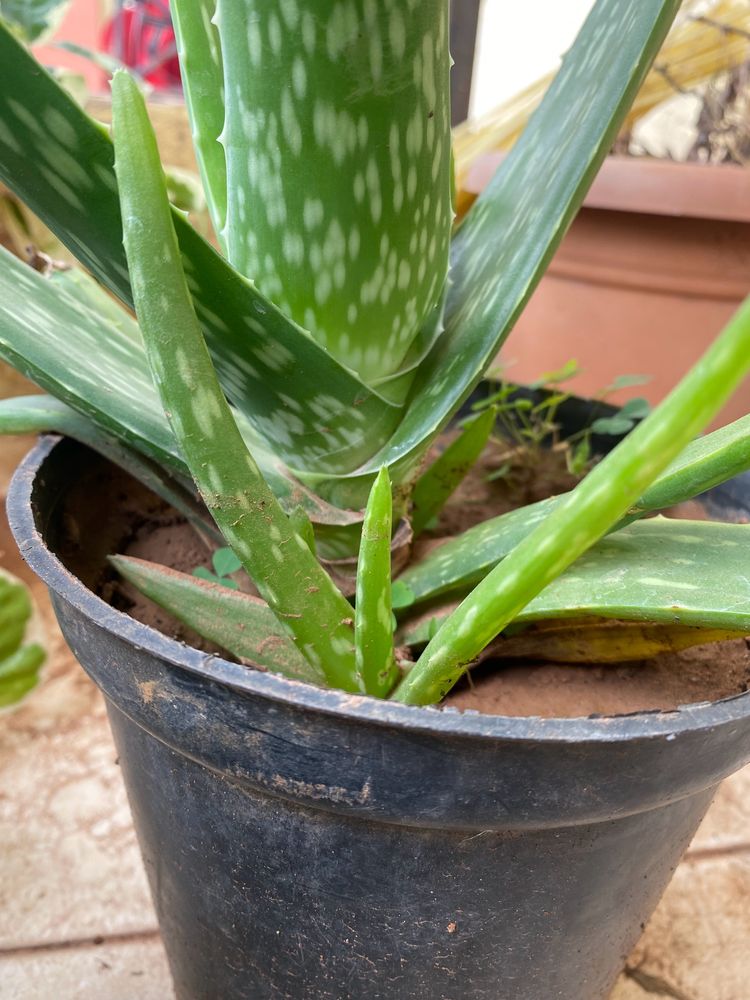 Baby Aloe Vera Plant