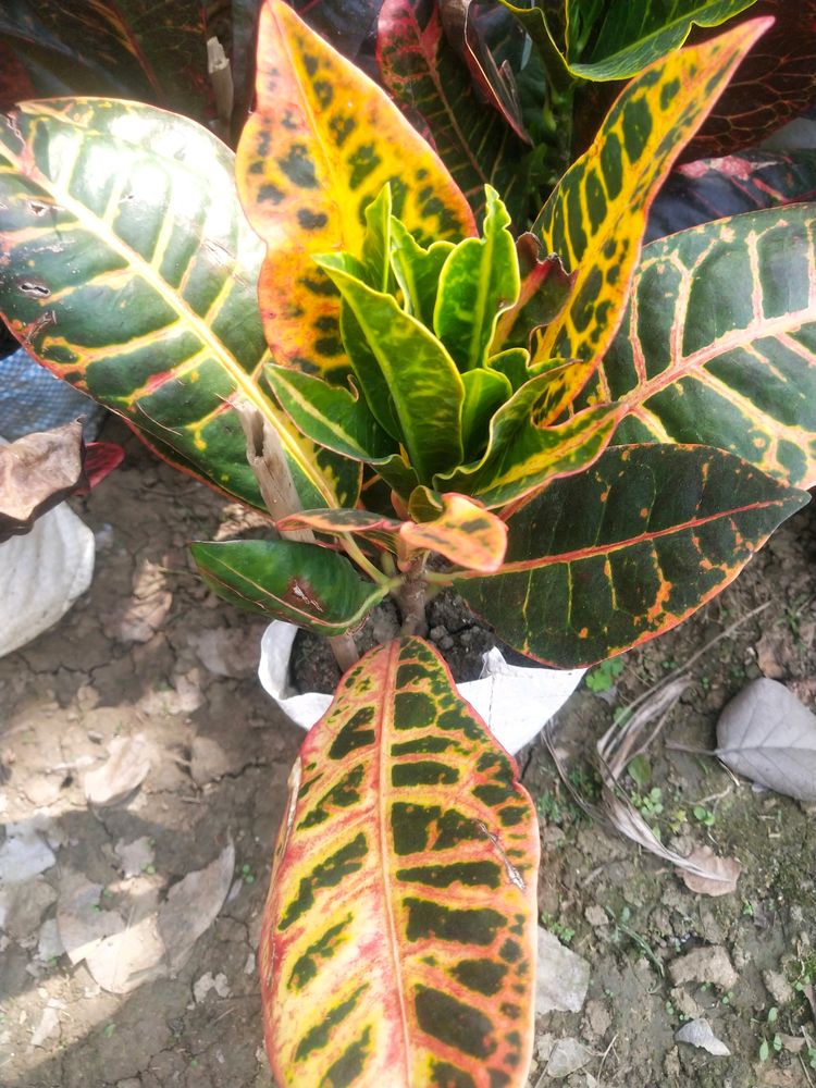 Garden Fire Croton With Healthy Root