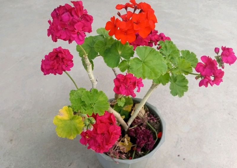 Double Fold Dark Pink Geranium