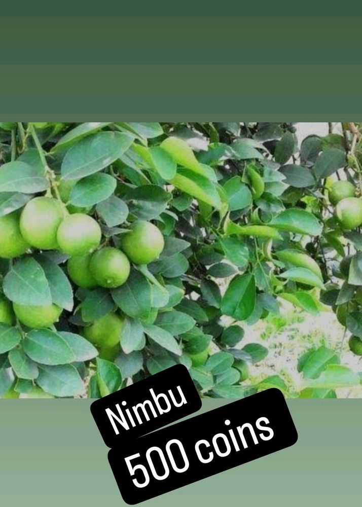 💕 12 माहिने फलने वाला  Nimbu 💕