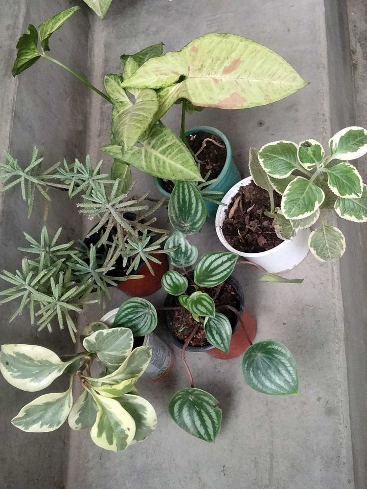 Mix Plants Combo(5 Varieties)