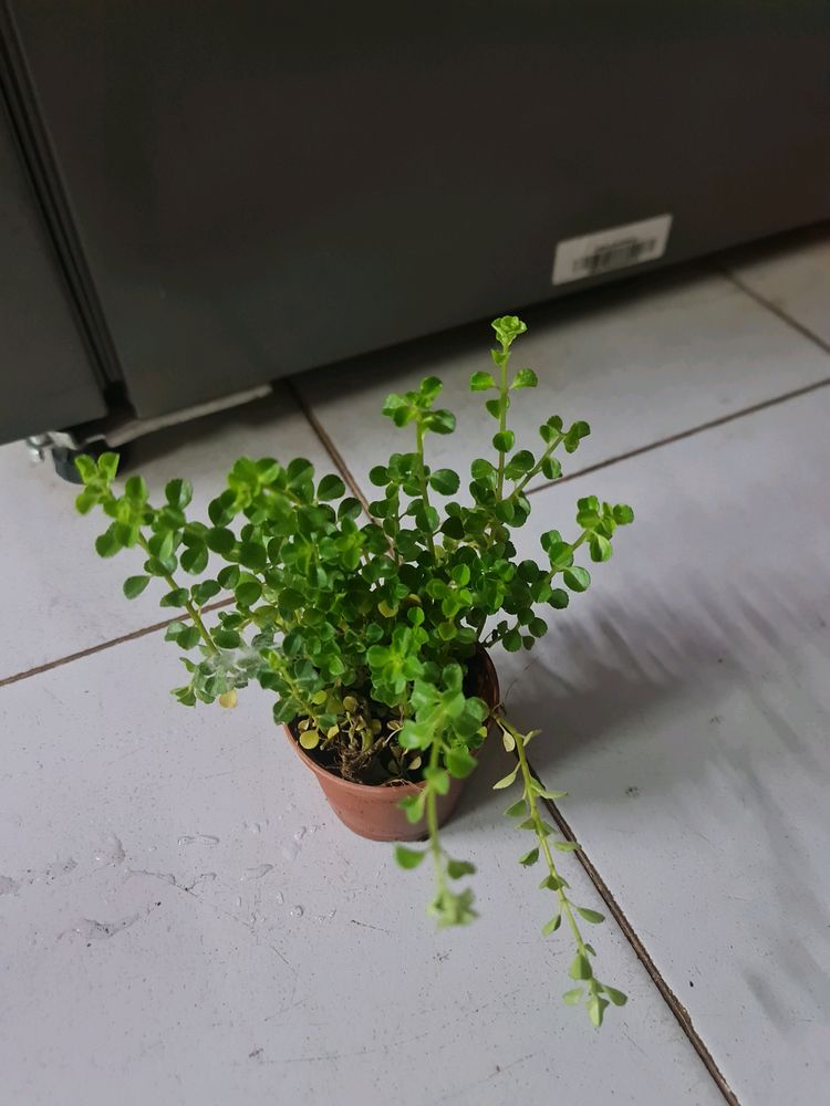 Baby Tear Plant With Pot