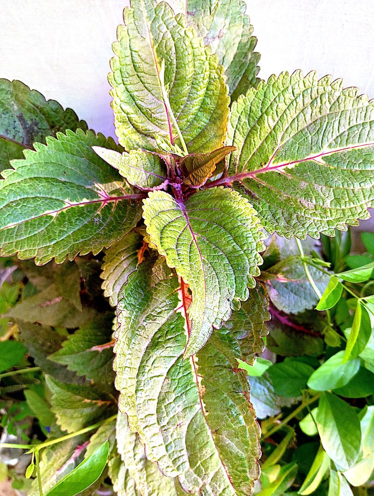 Combo of Coleus Cutting