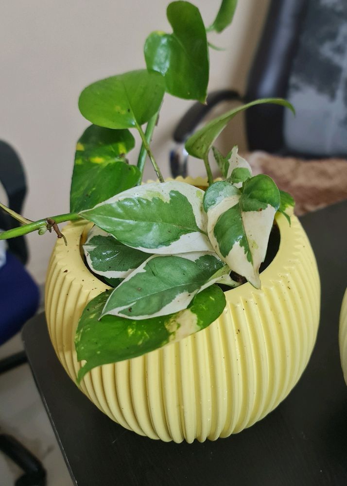 NEW POT WITH 2 TYPE OF MONEY PLANT