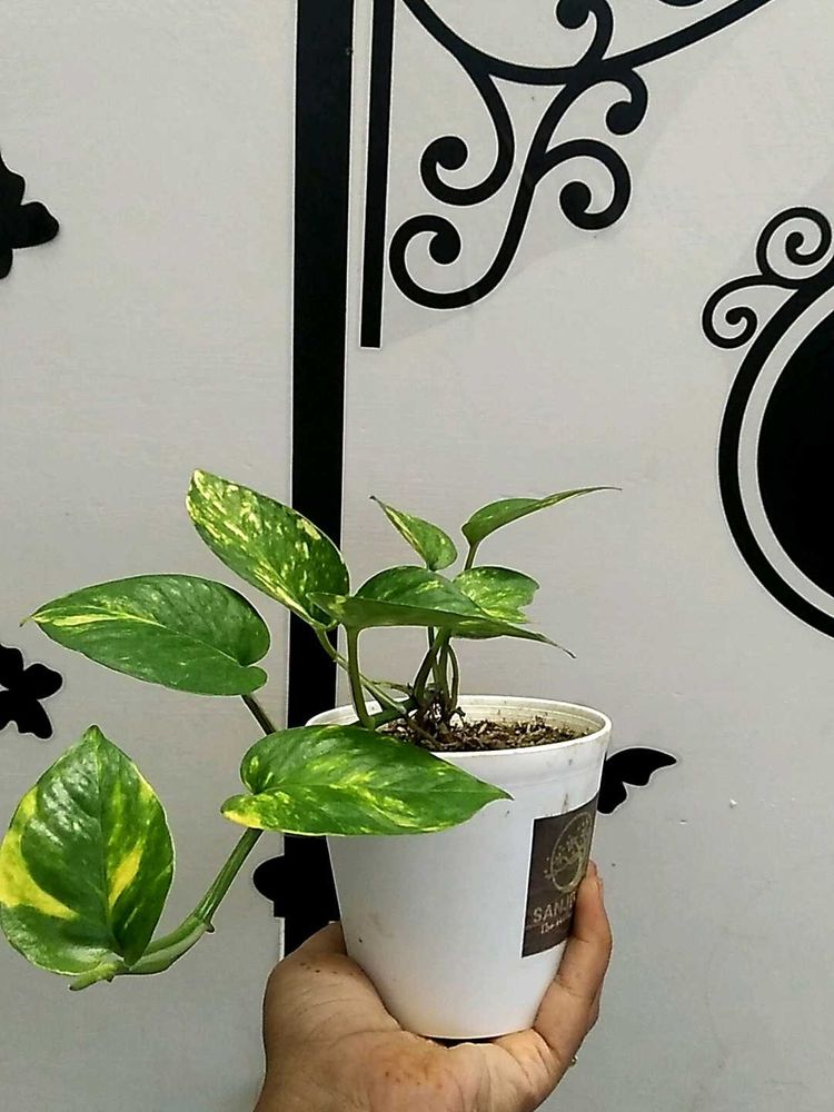 Money Plant With Pot