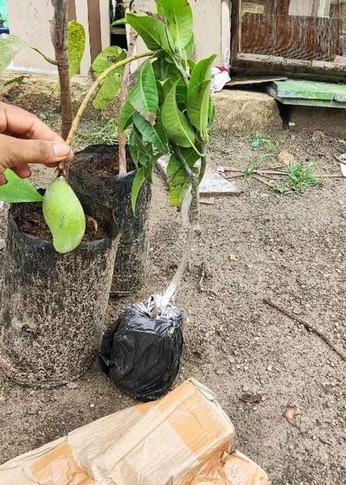 Hybrid Mango Plant