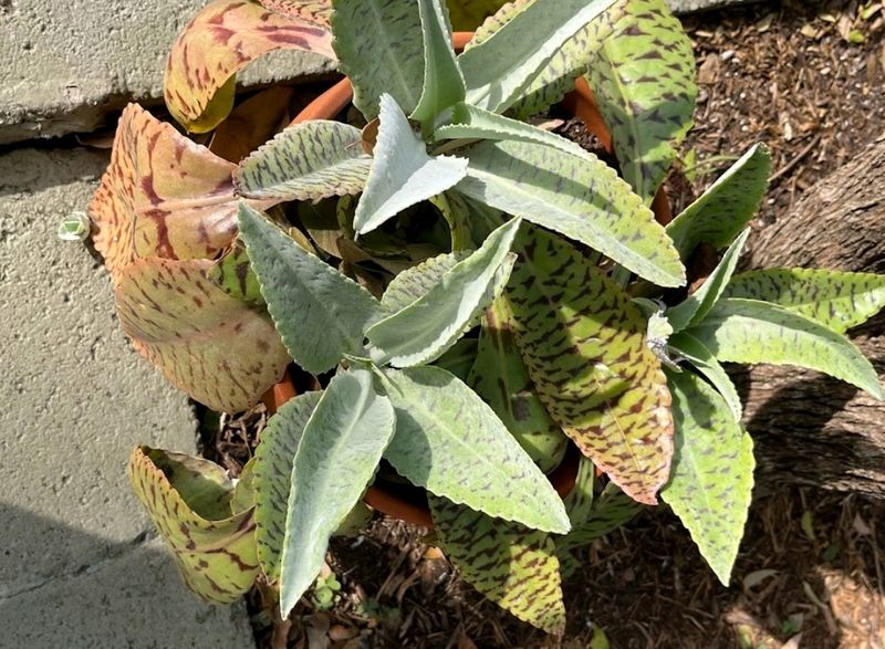 Donkey Ear Succulent Plant