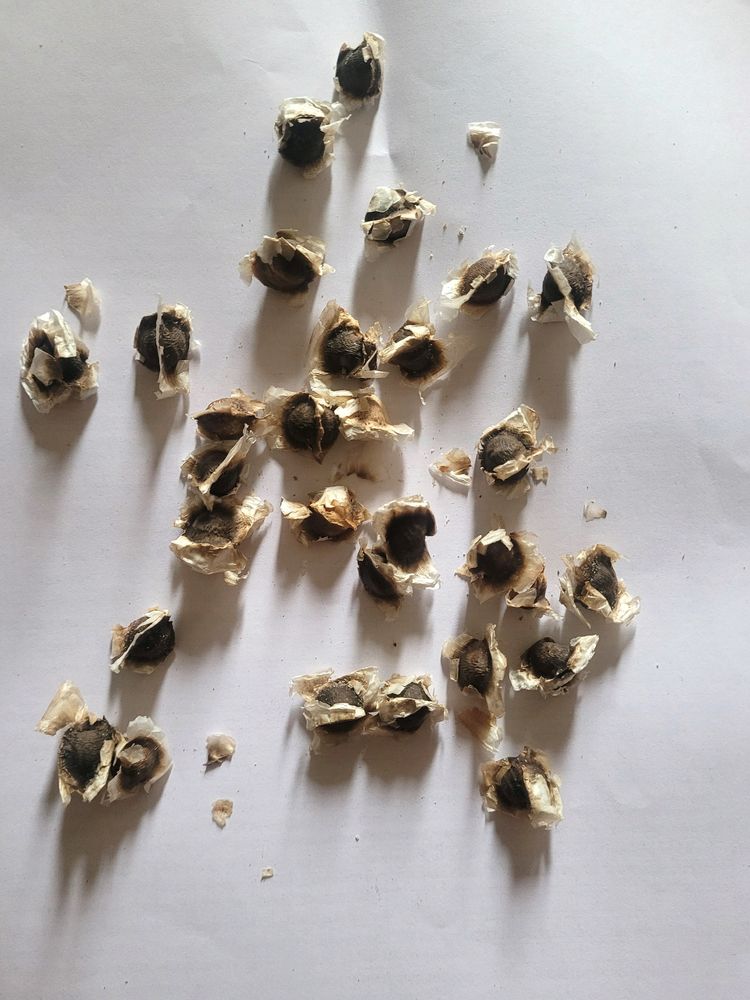 Moringa Seeds For Plantation 30 Seed