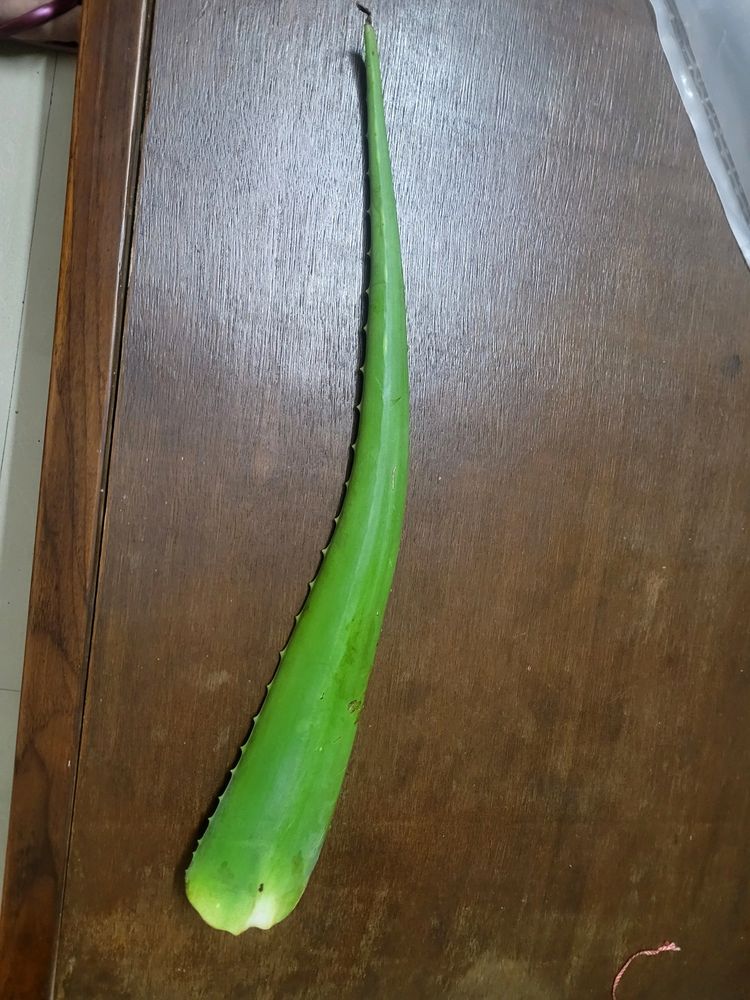 Aloe Vera 1 Leaf For 60 Coins