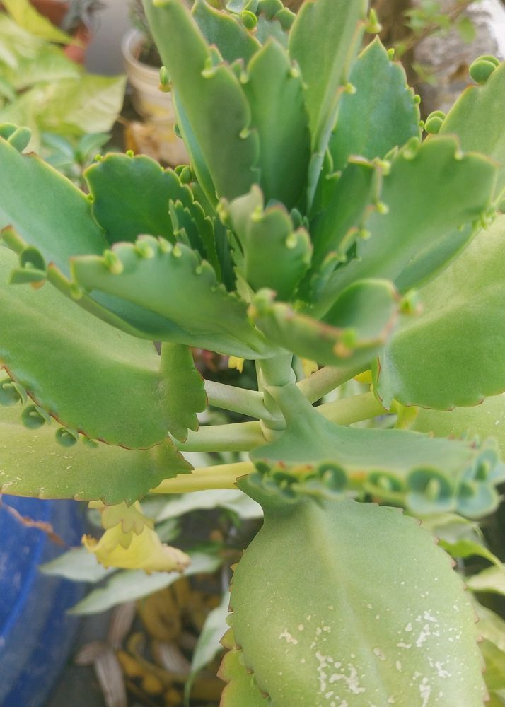 Mother Of Millions