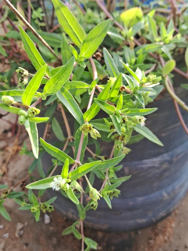 Bhrighraj Seeds And 2 Small Rooted Plant