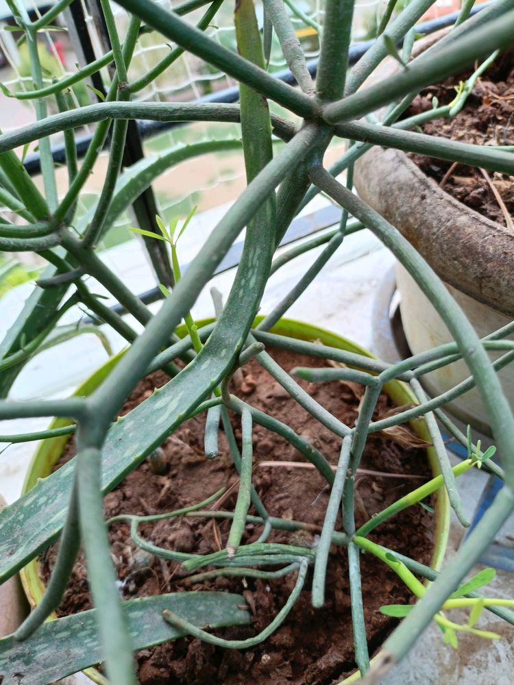 New Growth Pencil Cactus