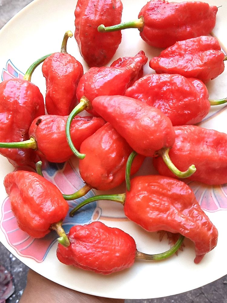 Freshly Grown Organic King Chillies (Ghost Chillies)