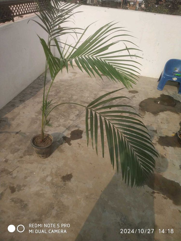 Area Ka Palm