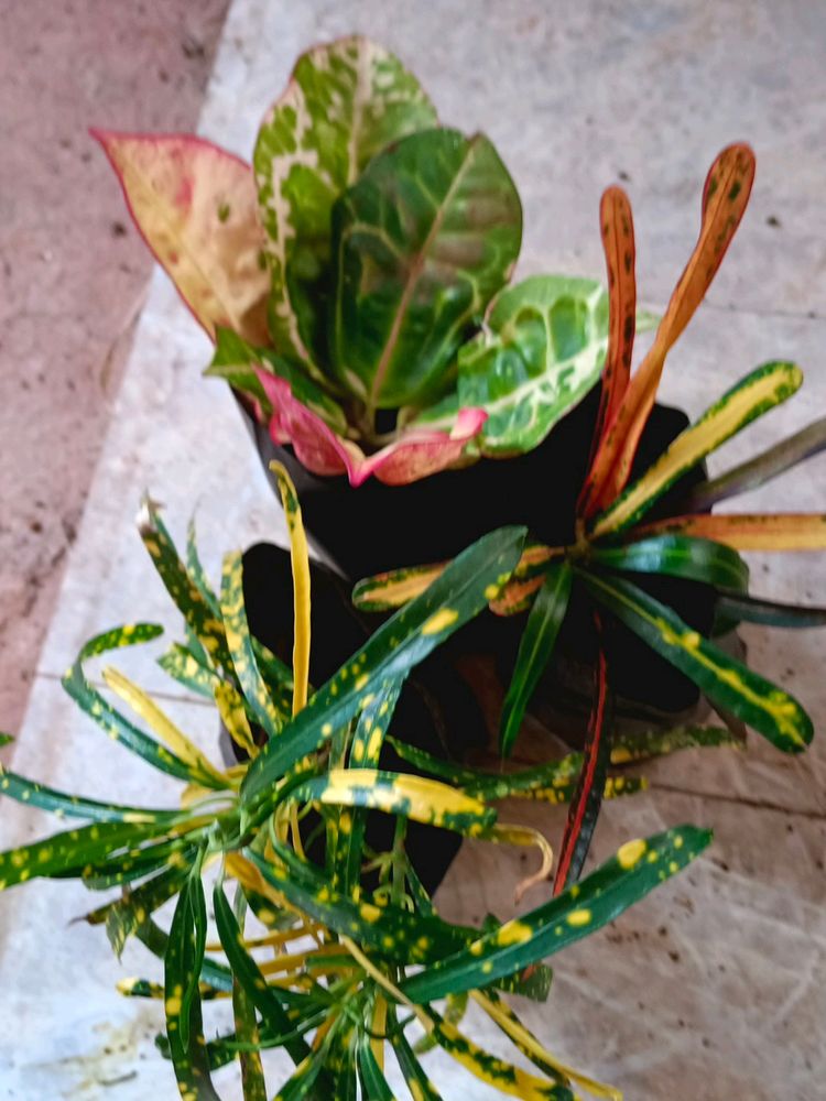 3 Different Varieties Of Croton Plant