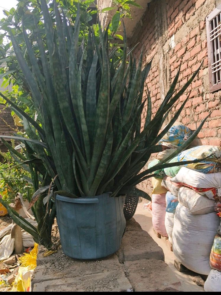 Snake plant ☘️