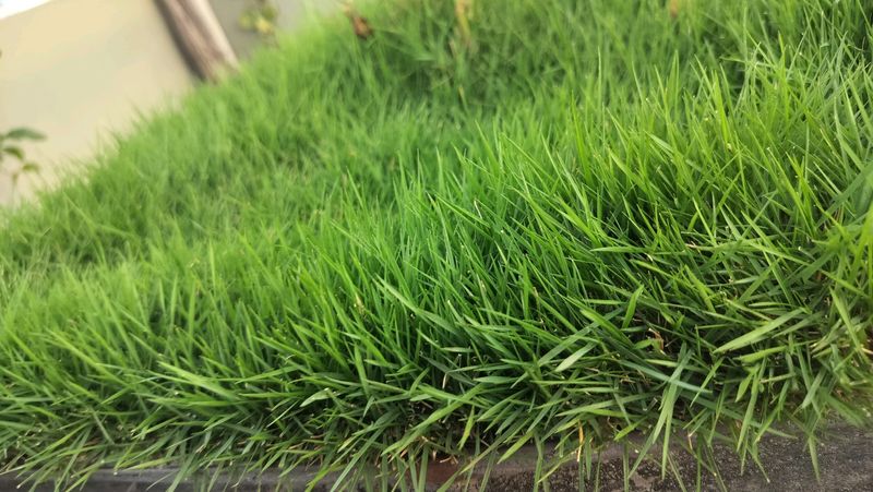 English Grass