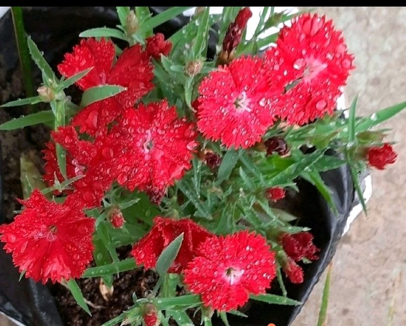 Red Imported Dianthus Plant With Pot