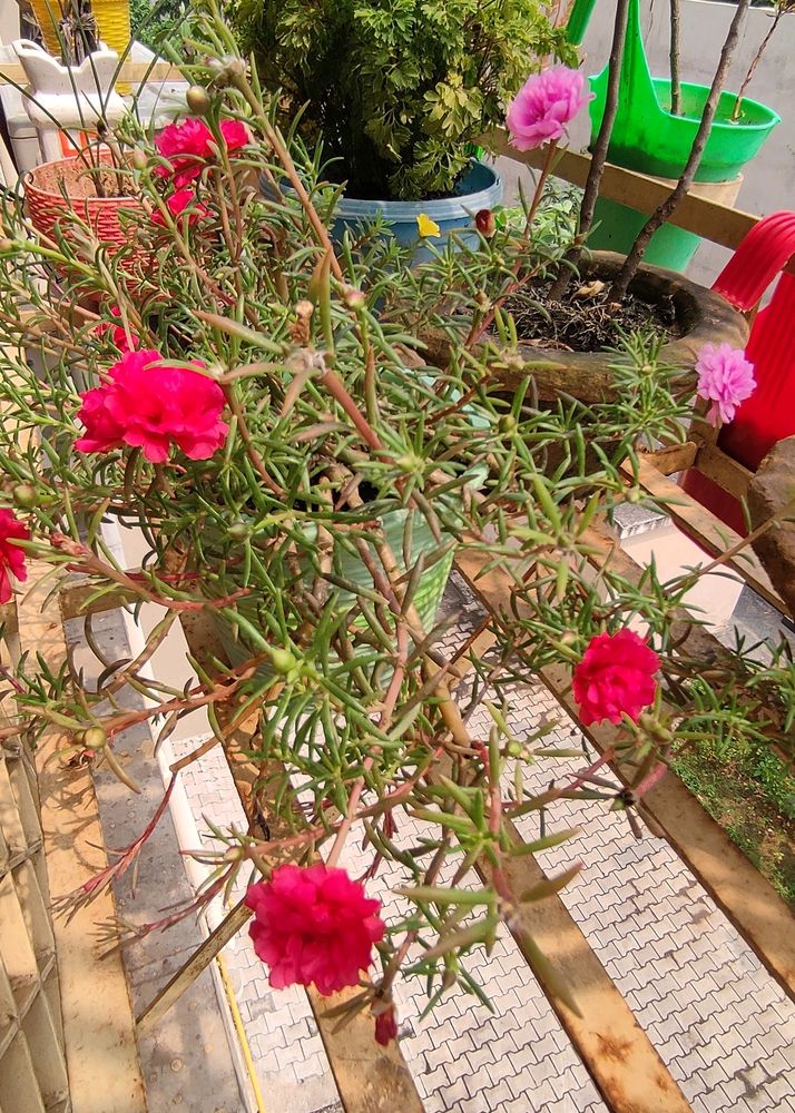 Potulaca Plants Cuttings