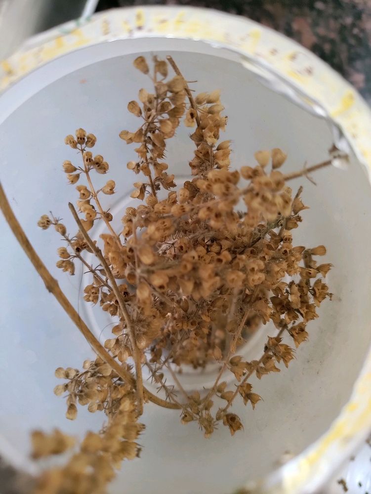 A Box Full Of Tulsi Seeds