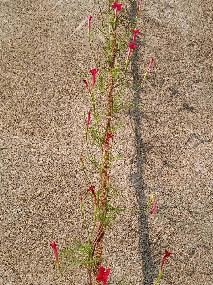 Cypress Vine Seeds