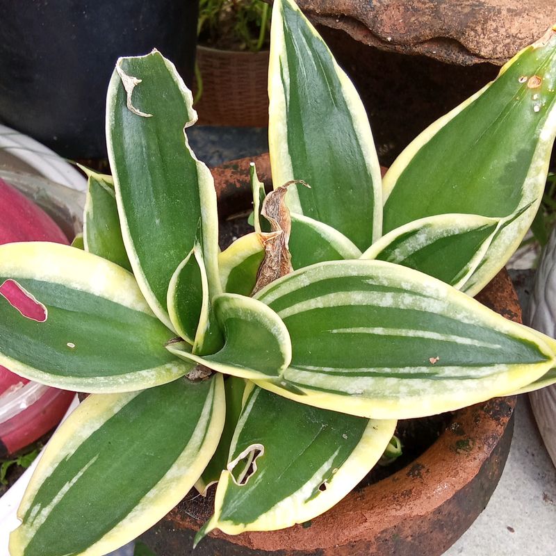 healthy cactus and gold lining Sensevieria Plant