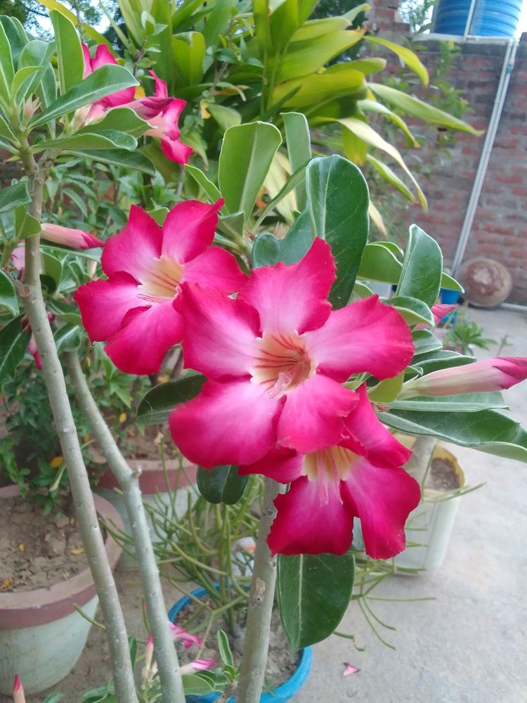 Adenium Plant