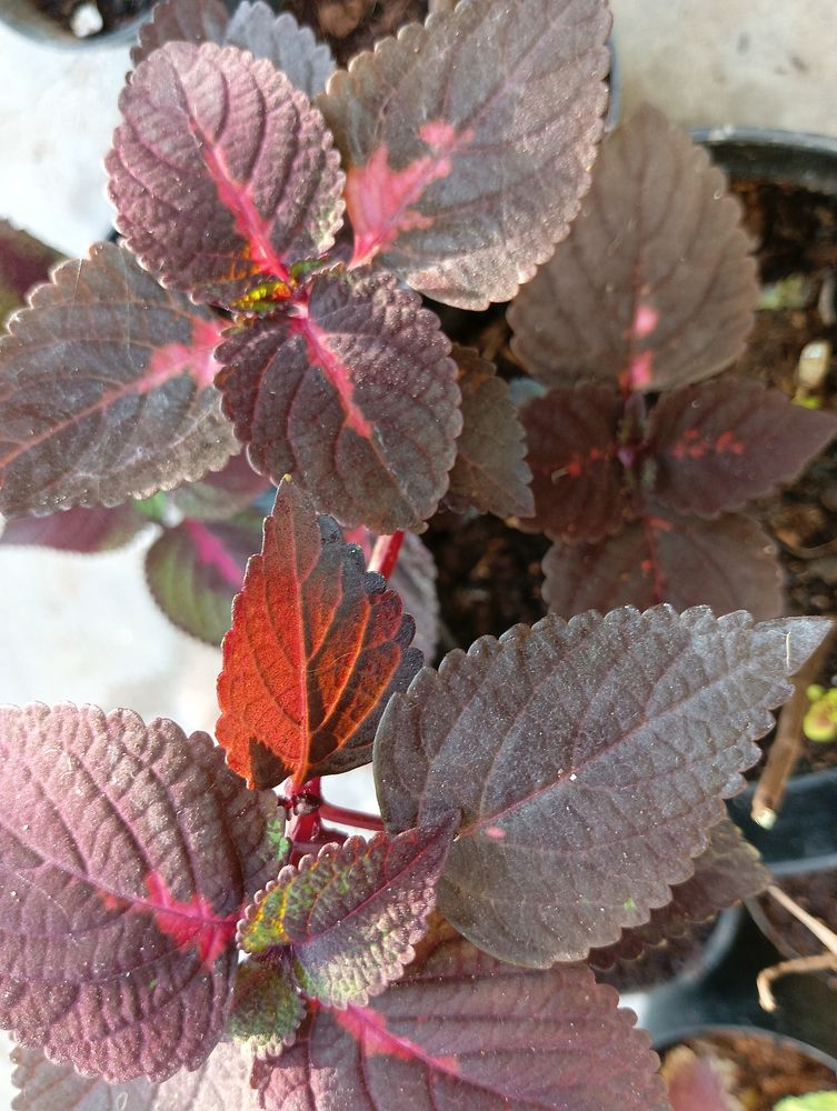 Coleus Live Plant