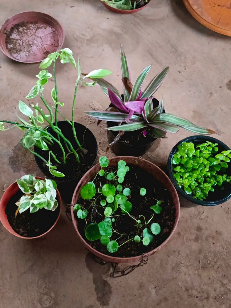 5 Plants Combo