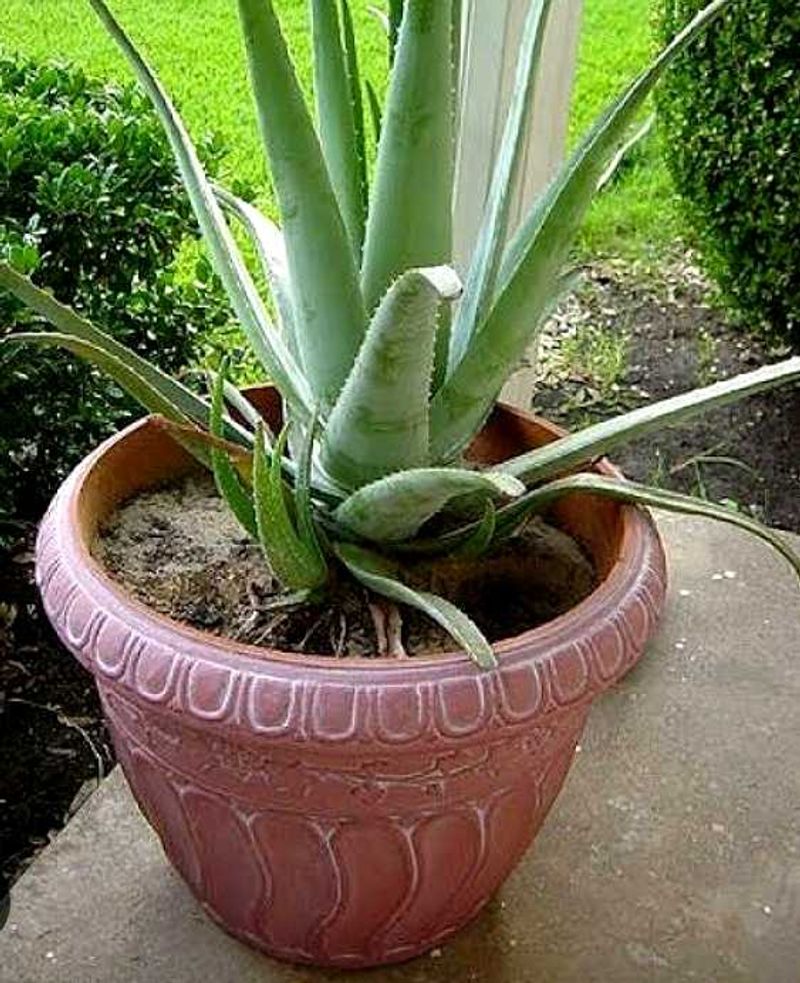 Aloe Vera Plants 🌵