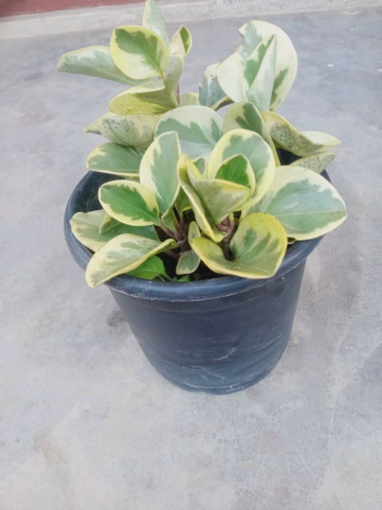 Compo 2 Variegated Baby Rubber Plant