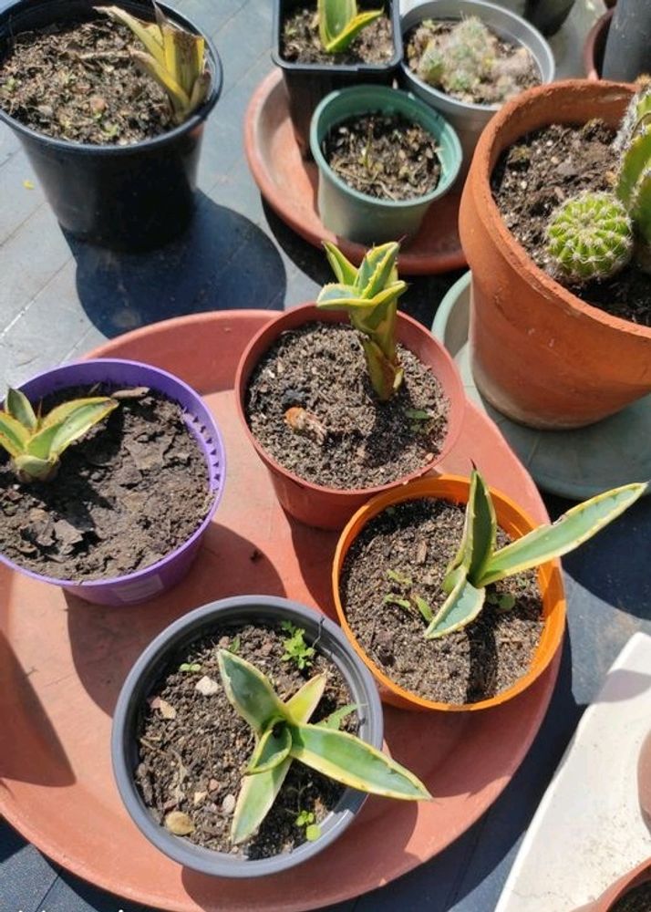 2 Combo Beby Agave Plant Sale