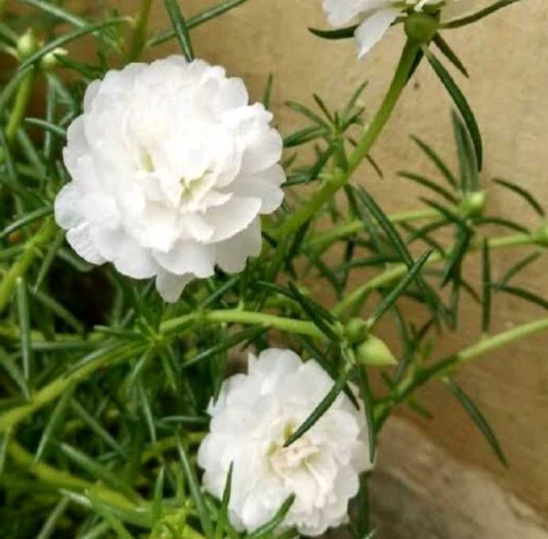 🎉Combo Of 4 Colours Portulaca Plants