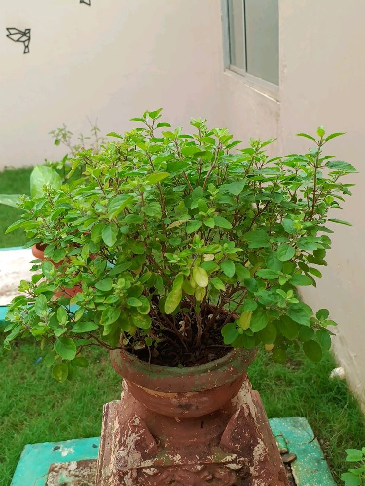 Tulsi Rooted Plant