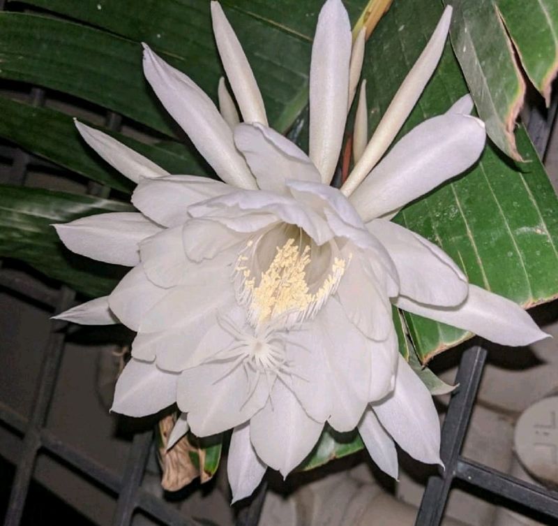 Rooted Brahmakamal Plant