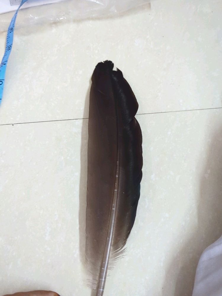 Black Crow Feather