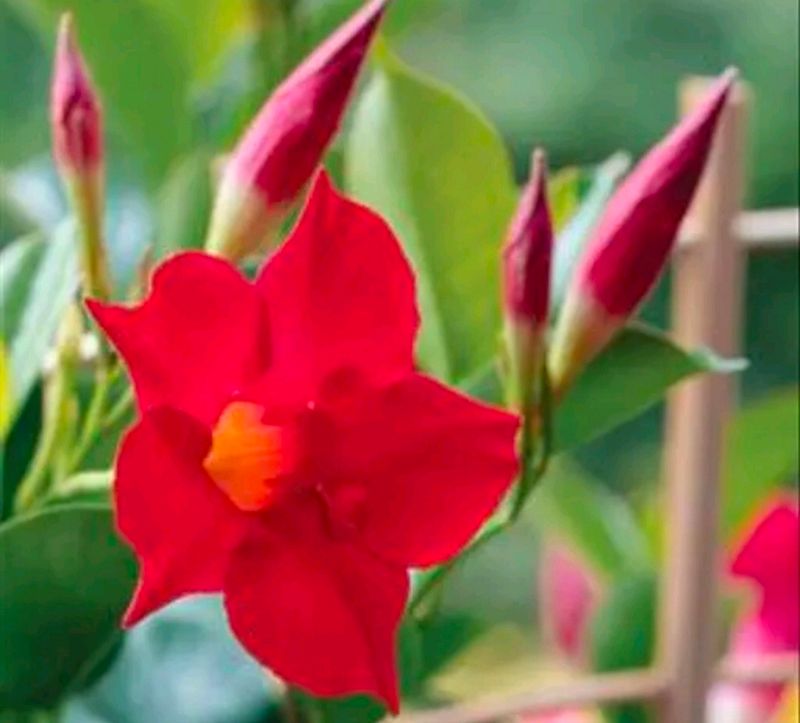 Combo Of 2 Color Mandevilla Flowering Plant