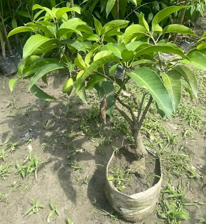 Amrapali Mango Tree