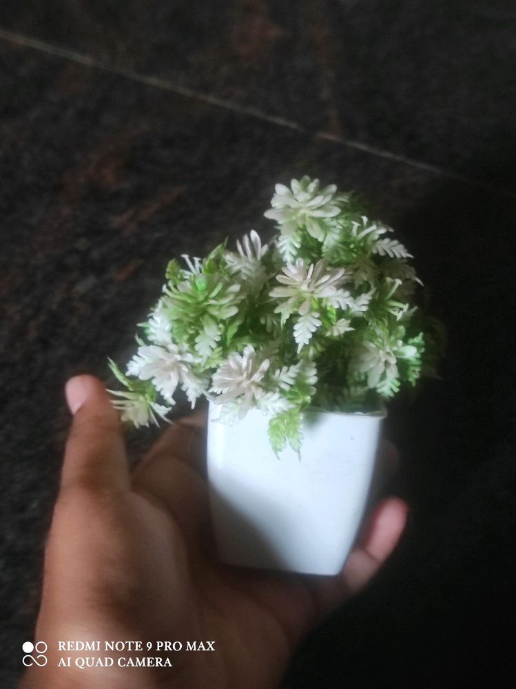 Home Decor Green Plant