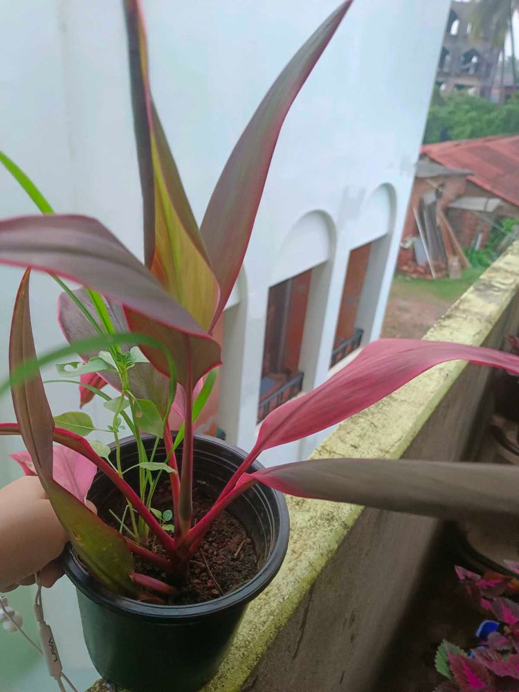 Coleus , Wandering Jew,Money, Cordyline Fruticosa