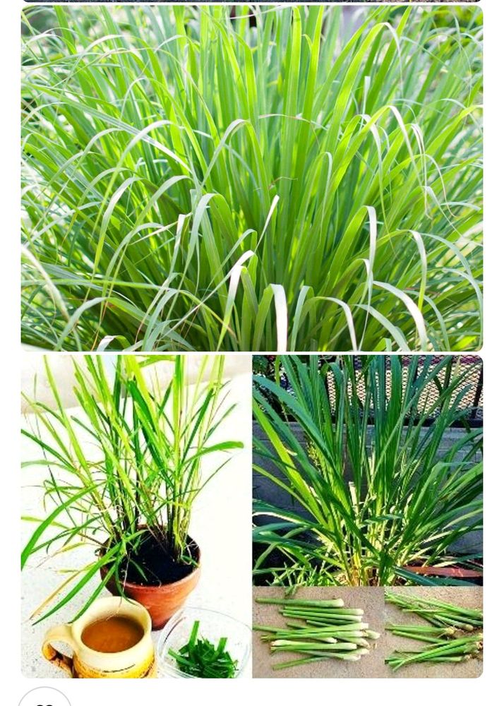 Original Lemon Grass