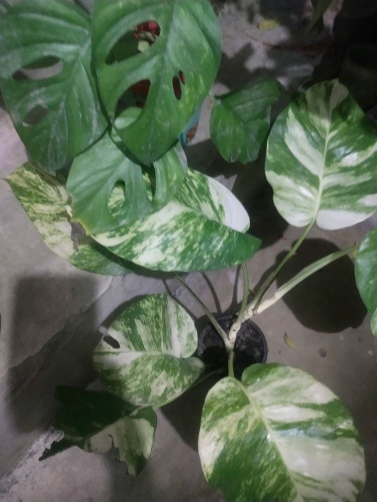 Combo 2  Big Leaf Phothos Mony Plant + Monestera