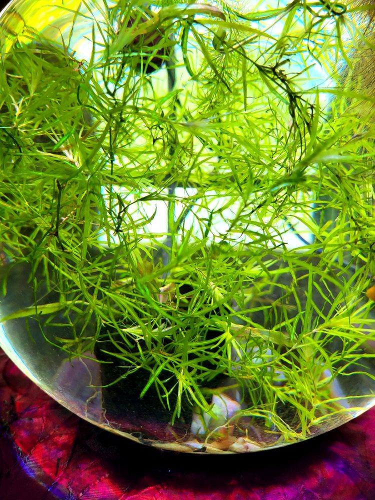 Aquarium Plant