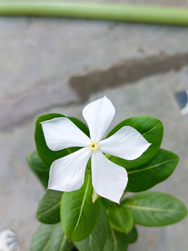 White Sadasuhagan(Vinca)