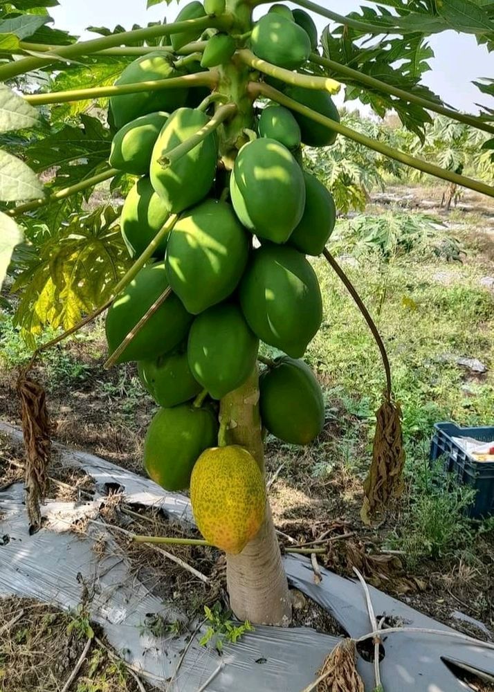 Hybrid Papaya Plant +Free Seeds