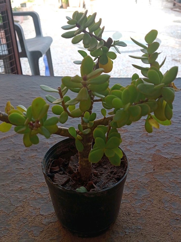 BONSAI JADE PLANTS OR GOOD LUCK PLANT