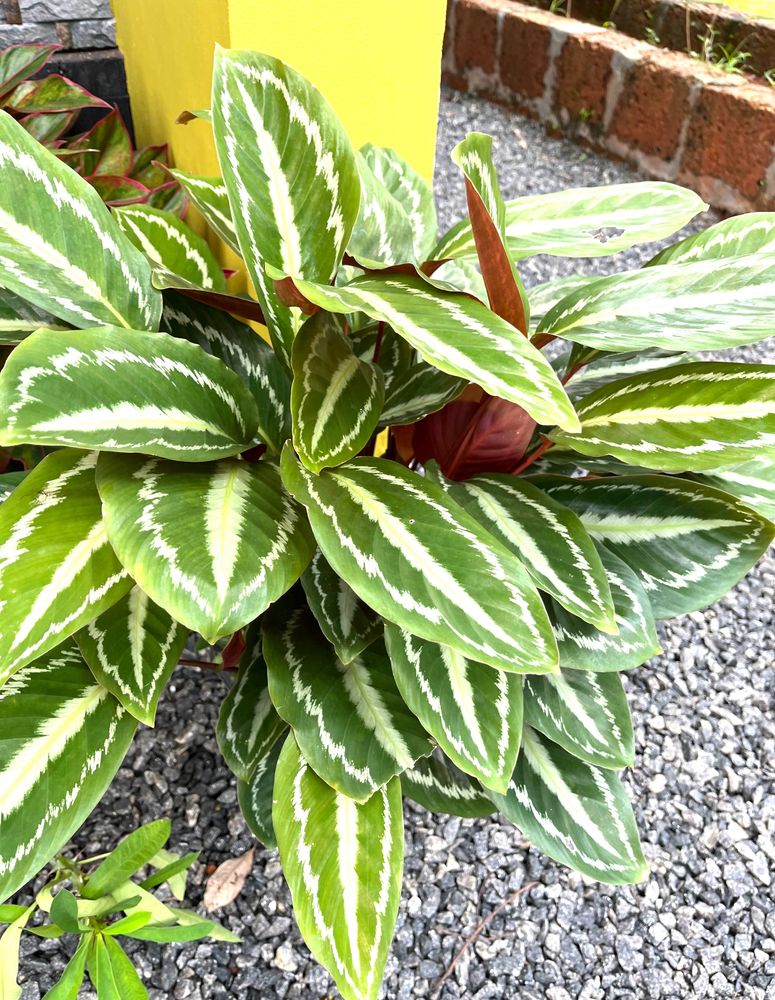 Healthy Rooted Calathea