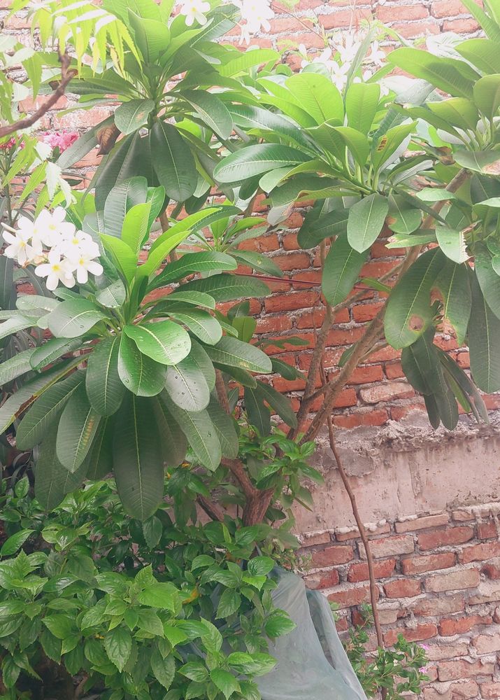 Plumeria Plants cutting And Hibiscus Cuttin